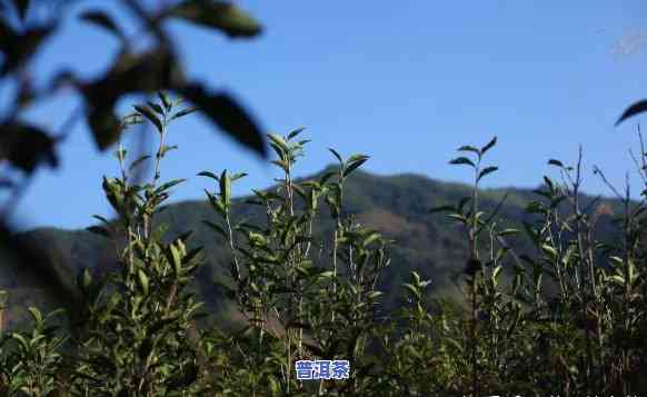 普洱茶种植海拔：作用茶叶品质的关键因素