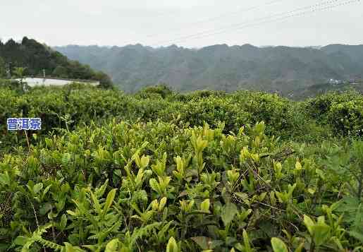 普洱茶种植海拔：作用茶叶品质的关键因素