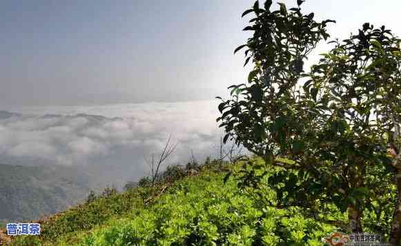 普洱茶种植海拔：作用茶叶品质的关键因素