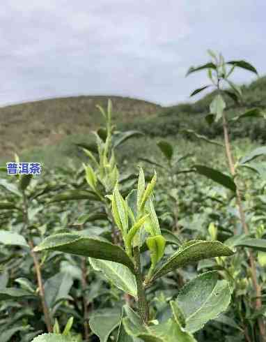 普洱茶种植海拔：作用茶叶品质的关键因素