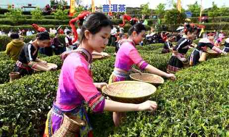 福州普洱茶渠道招商-福州普洱茶渠道招商电话