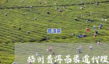 梧州资深普洱茶招商-梧州资深普洱茶招商电话