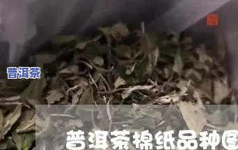 普洱茶棉纸仓储方法全解：种类、图片一网打尽