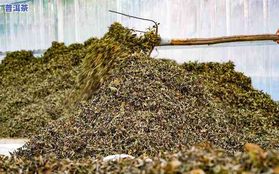 古树普洱茶是什么茶，探索古树普洱茶：熟悉这类特别茶叶的品种和制作过程