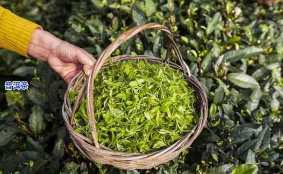 玉林普洱茶加盟条件请求，熟悉玉林普洱茶加盟条件，轻松加入茶叶行业！