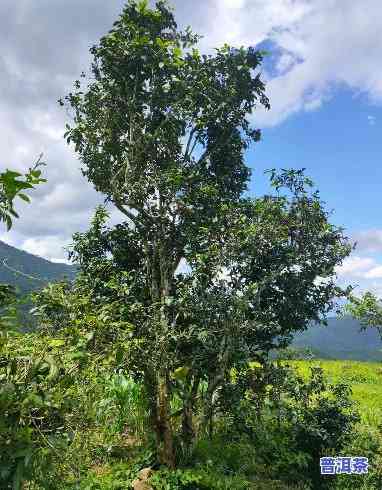 普洱茶的古树，探寻古老韵味：普洱茶古树的魅力探究