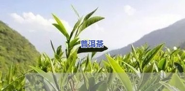 龙柱茶叶价格，探究龙柱茶叶的价格：一份全面的市场分析