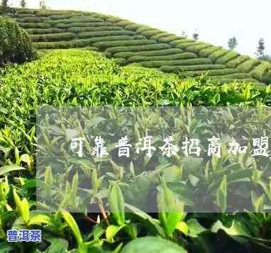 浙江可靠普洱茶招商-浙江普洱茶市场有几个