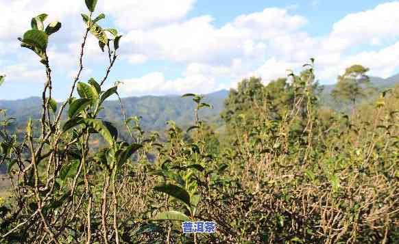 云南金藤茶业普洱茶怎么样-云南金藤茶业普洱茶怎么样啊