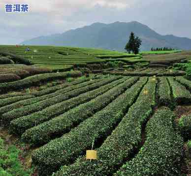 浙江丽水茶叶基地在哪里，寻找好茶源：揭秘浙江丽水茶叶基地的位置