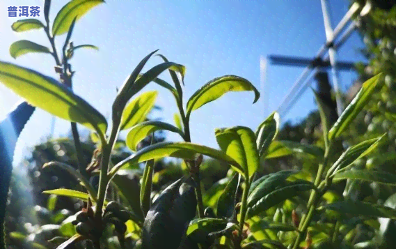 茂昕普洱茶：探索小众中的珍品——茂兰普洱茶