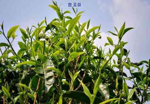 茂昕普洱茶：探索小众中的珍品——茂兰普洱茶