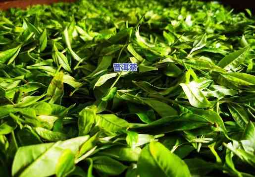 普洱茶在景东多少钱一斤啊-普洱茶在景东多少钱一斤啊图片