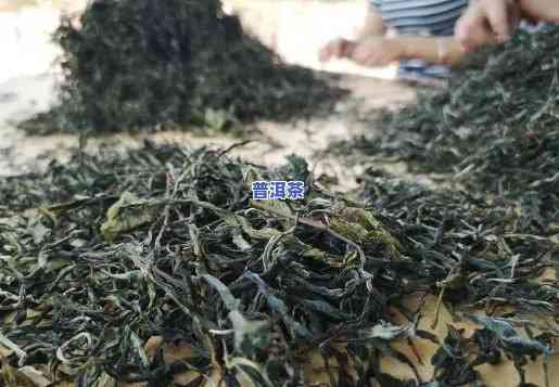 云南普洱茶叶场，探秘云南普洱茶叶场：熟悉最新茶叶行情与购买攻略