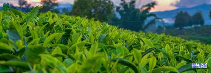 普洱茶适合梅州种植-普洱茶适合梅州种植吗