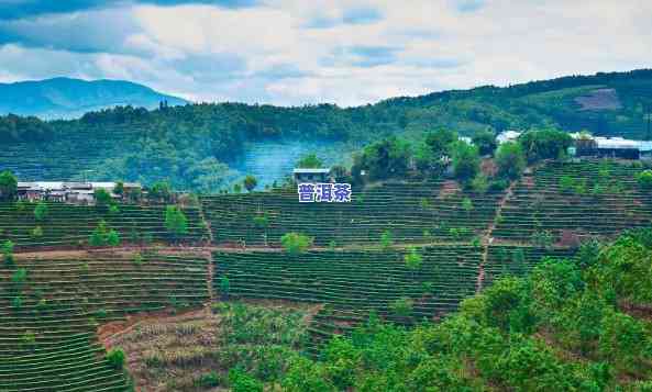 普洱茶产地在哪里，探寻普洱茶的故乡：揭秘其主要产地