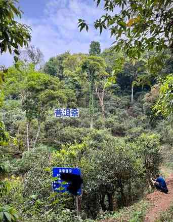 宁洱县普洱茶历史由来介绍，探秘宁洱县：普洱茶的历史渊源与文化传承