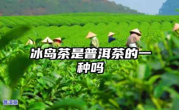 冰岛普洱属于什么茶-冰岛普洱属于什么茶类