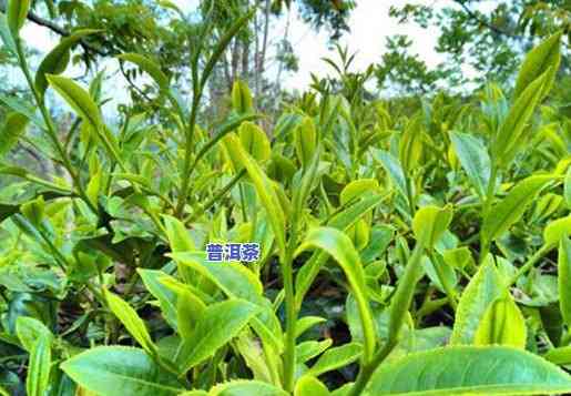 普洱茶种植技术详解：内容、论文2000字