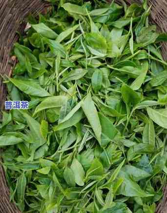 全面熟悉普洱茶春茶秋茶的区别：图片 价格全览