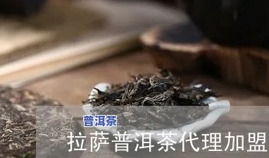   普洱茶加盟电话-  普洱茶加盟电话号码