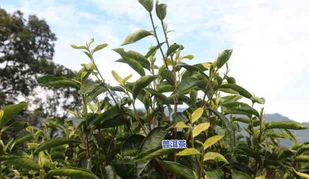 普洱茶种植图片欣赏高清：大图集锦