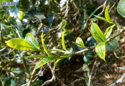 冷水河普洱茶属于哪个茶区-冷水河普洱茶的特色