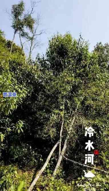 冷水河普洱茶属于哪个茶区-冷水河普洱茶的特色