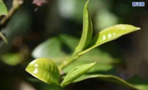 临沧古树普洱茶的口感如何，深度解析：临沧古树普洱茶的独特口感体验