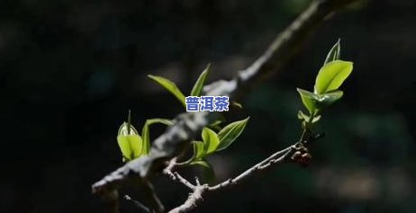 普洱茶加工历史过程主要分为哪几个阶段？