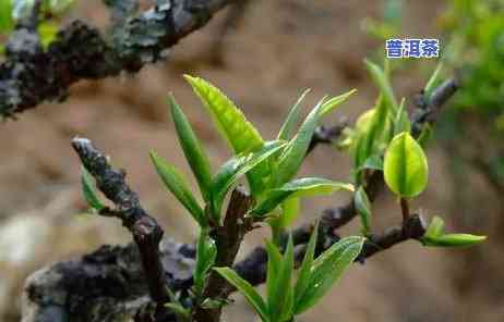 普洱茶和什么一起喝好，普洱茶的更佳搭档：揭秘与哪些饮品搭配更健康美味