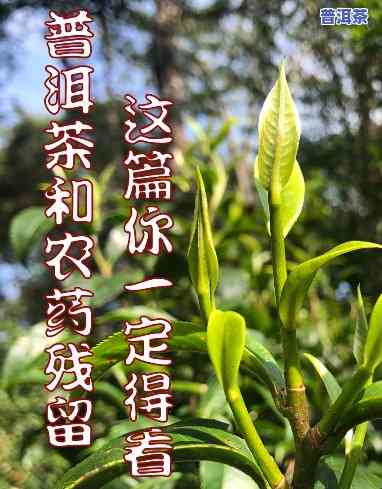 普洱茶有农残留是什么口感，探究普洱茶是不是存在农残留：口感怎样受作用？