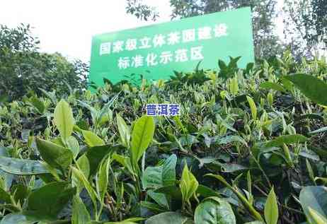 普洱茶广泛种植年代是哪一年，追溯历史：普洱茶的广泛种植年代是哪一年？