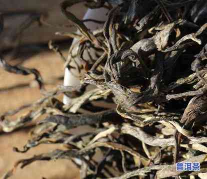 普洱茶广泛种植年代是什么，探寻普洱茶的历史：它在何时何地被广泛种植？