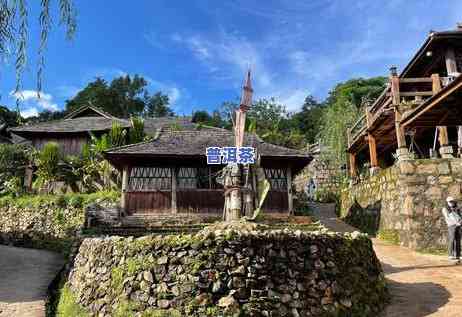 普洱茶广泛种植年代-普洱茶广泛种植年代是哪一年