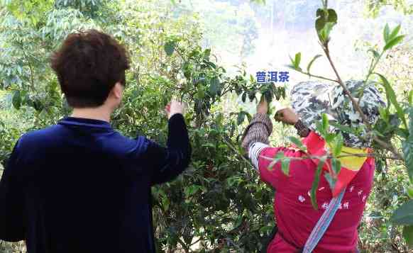 云南藏剑山庄制茶怎样，揭秘云南藏剑山庄的制茶工艺，你熟悉吗？