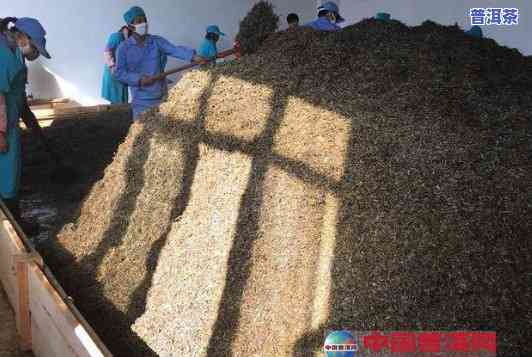 普洱茶自然发酵跟人工发酵-普洱茶自然发酵跟人工发酵的区别