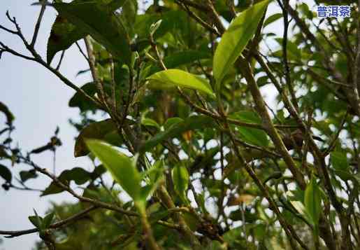 临沧市普洱茶，探寻云南味道：临沧市普洱茶的魅力