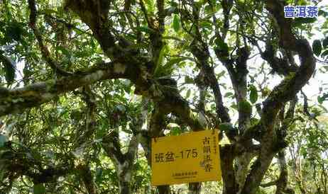 重庆普洱茶店，品味重庆：探索普洱茶的魅力，走进重庆普洱茶店