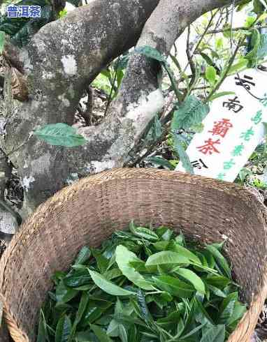 冰岛茶中皇后：一种珍贵的茶树品种，源自云南，被誉为“普洱茶后”，全球仅存30余颗。