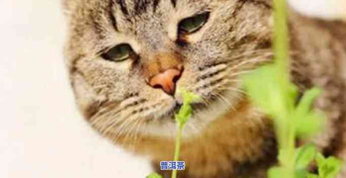 猫薄荷闻起来像普洱茶一样-猫薄荷闻起来像普洱茶一样正常吗