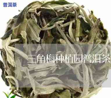 三角梅种植园普洱茶怎么样-三角梅种植园普洱茶怎么样好养吗