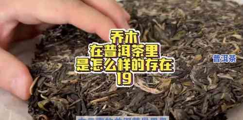 乔木普洱茶是啥意思，探秘乔木普洱茶：这是一种怎样的茶叶？