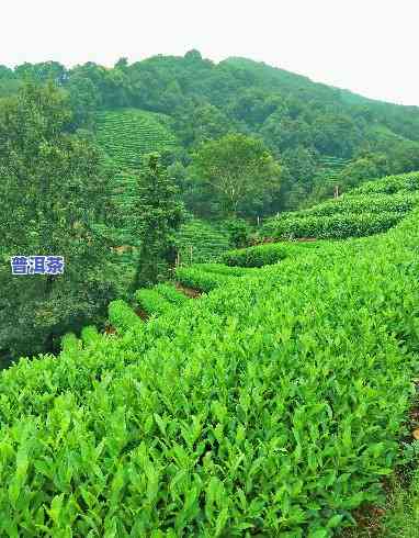 一山一水一茶是什么茶，揭秘一山一水一茶：这是什么茶？