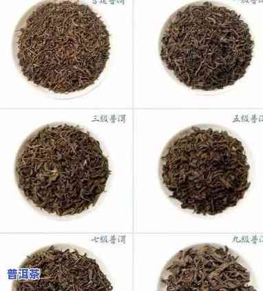 大益普洱茶1-10级品质比较：哪个级别更佳？价格怎样分级？