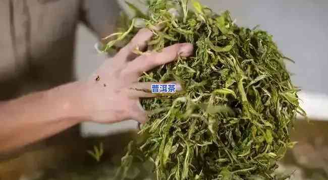 普洱茶坚持手工杀青-普洱茶坚持手工杀青的起因