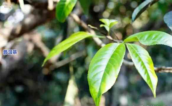 普洱茶甜茶苦甜茶苦茶口感-普洱甜茶与苦茶