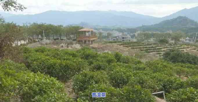 漳州茶厂在哪里，漳州茶厂地址：福建省漳州市诏安县桥东镇新村