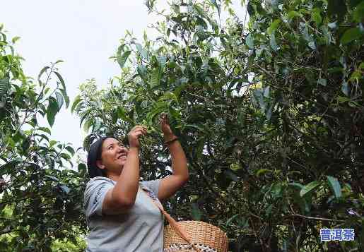 普洱茶更佳采摘时间：何时开始？