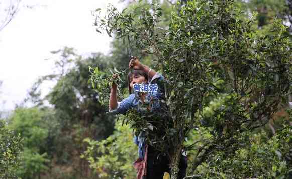 普洱茶更佳采摘时间：何时开始？